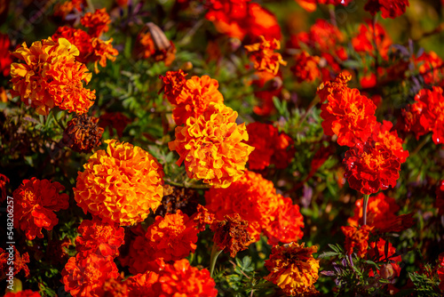 Red and orange flowers close up. Bouquet of yellow flowers. City flower beds, a beautiful and well-groomed garden with flowering bushes. © Vera