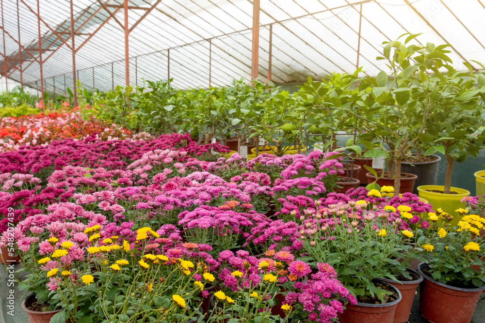 Blooming asters and chrysanthemums various flowers in pots grown in a greenhouse.