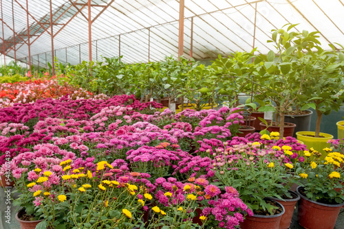 Blooming asters and chrysanthemums various flowers in pots grown in a greenhouse. © aapsky
