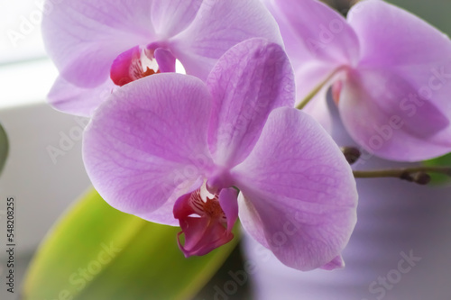 a beautiful pink orchid flower