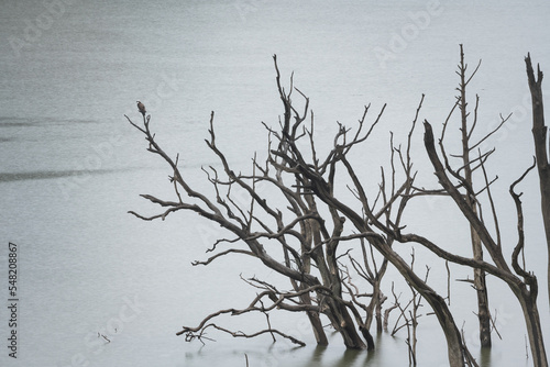 枯れ木に止まった鳥