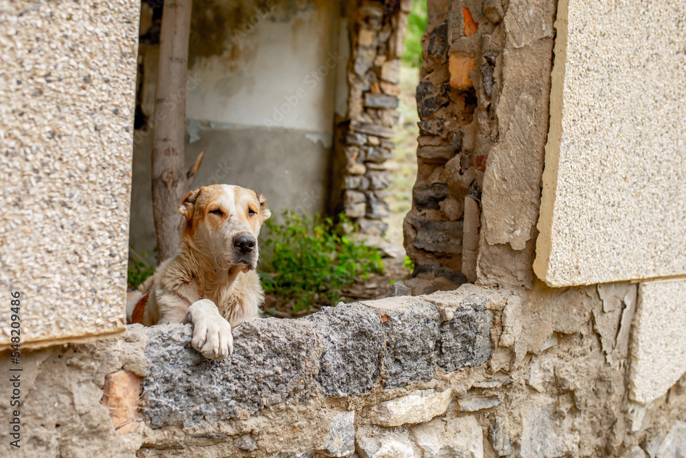 Abandoned animals on the streets of a ruined city, stray dogs near