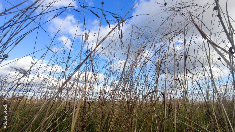 Fototapeta premium High yellow dried grass in the meadow. Autumn sunny day a small meadow with yellow grass, behind the grass one can see an evergreen coniferous forest. From above hang low cumulus white clouds.