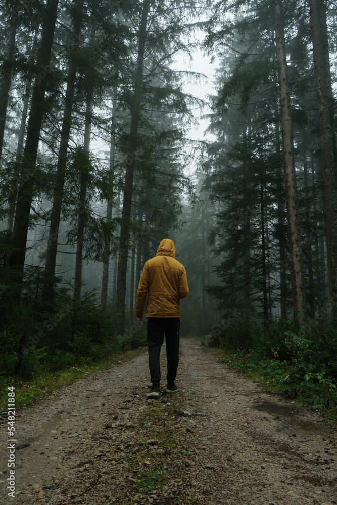 walking in the woods walking in the woods
