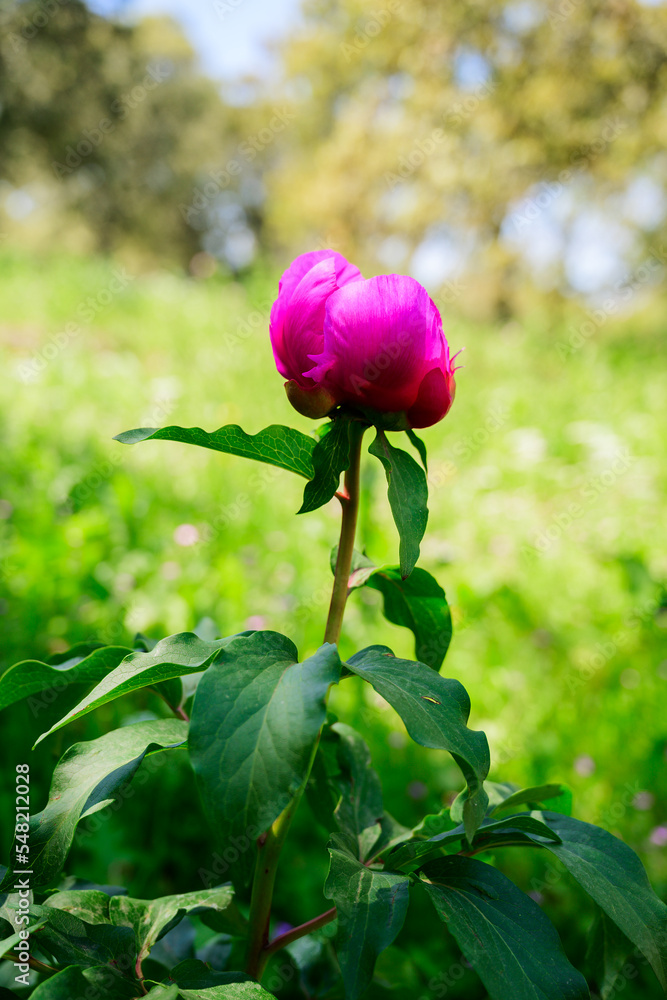 Rosa de Alejandría (Paeonia Broteri)