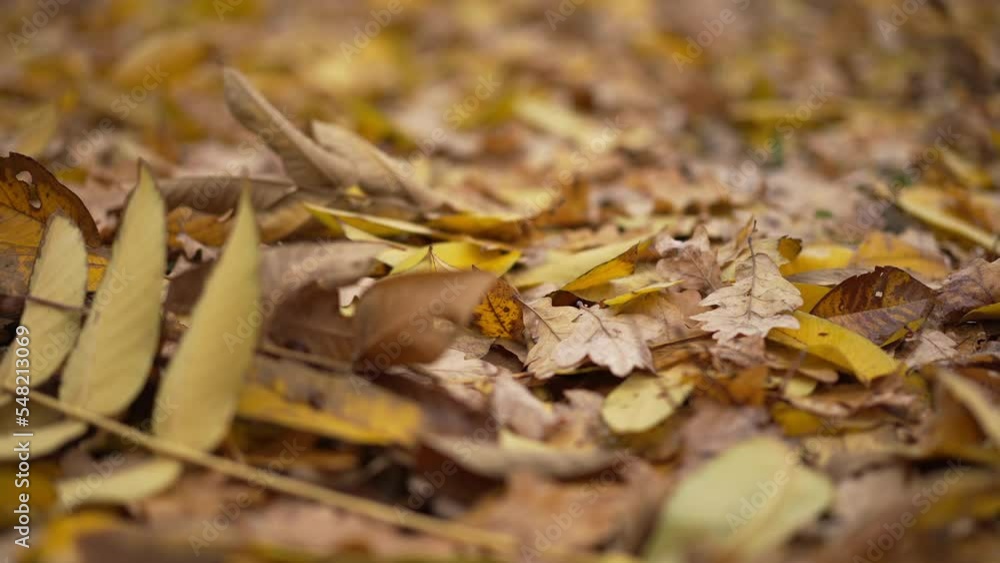 Live camera moves forward in slow motion along yellow fallen leaves on the ground. Beautiful foliage in park outdoors with no people. Nature concept Live camera moves forward in slow motion along yellow fallen leaves on the ground. Beautiful foliage in park outdoors with no people. Nature concept
