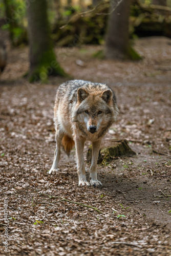 Eurasischer Wolf (Canis lupus lupus) im Wolfcenter Dörverden, Niedersachsen. 