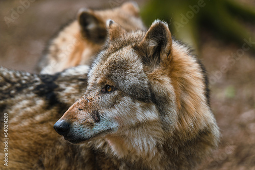 Eurasische Wölfe (Canis lupus lupus) im Wolfcenter Dörverden, Niedersachsen. 