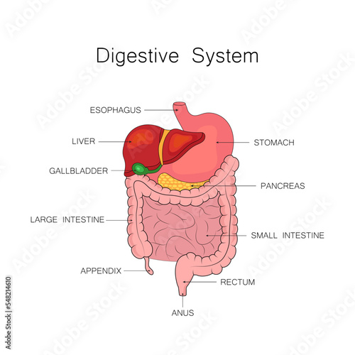 Vector illustration of the human digestive system.