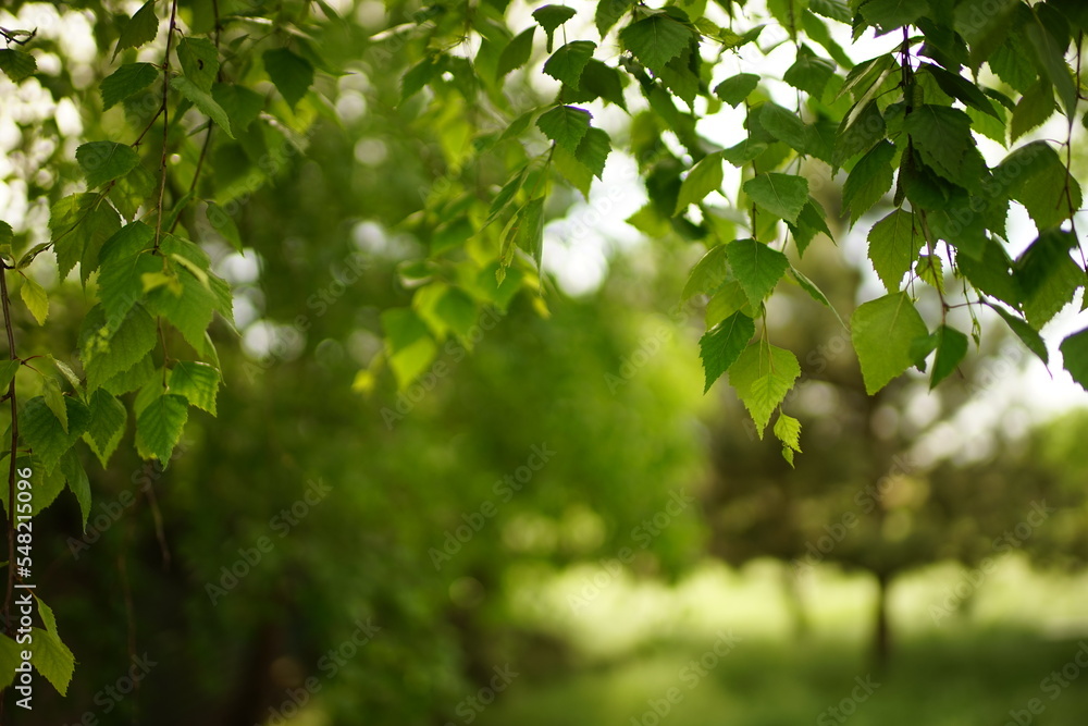 Obraz premium Background of lovely birch branches with green leaves in summer forest