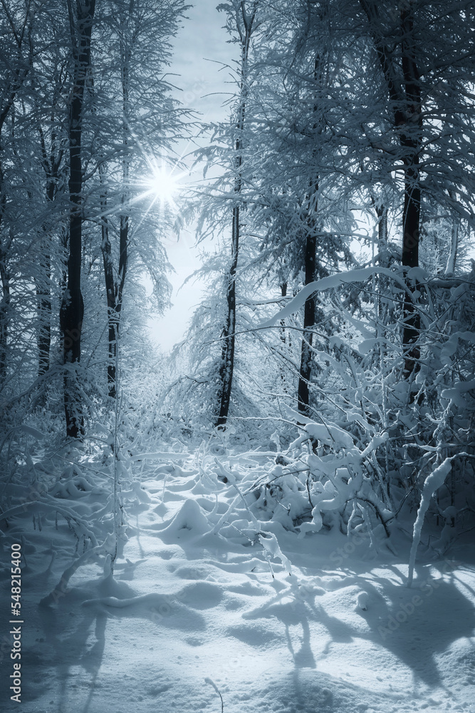 Naklejka premium snowy forest, winter landscape