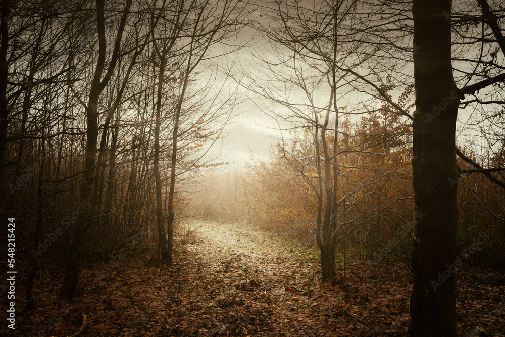 Fototapeta premium foggy forest path background in autumn