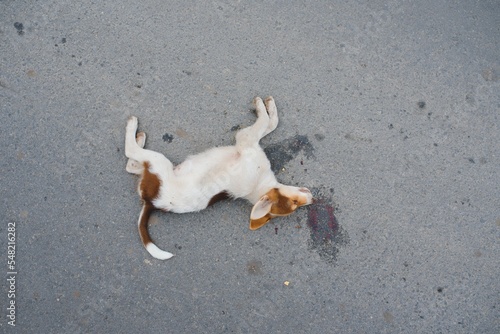 A dog is hit by a car and died on the road. Accidents with pets. photo