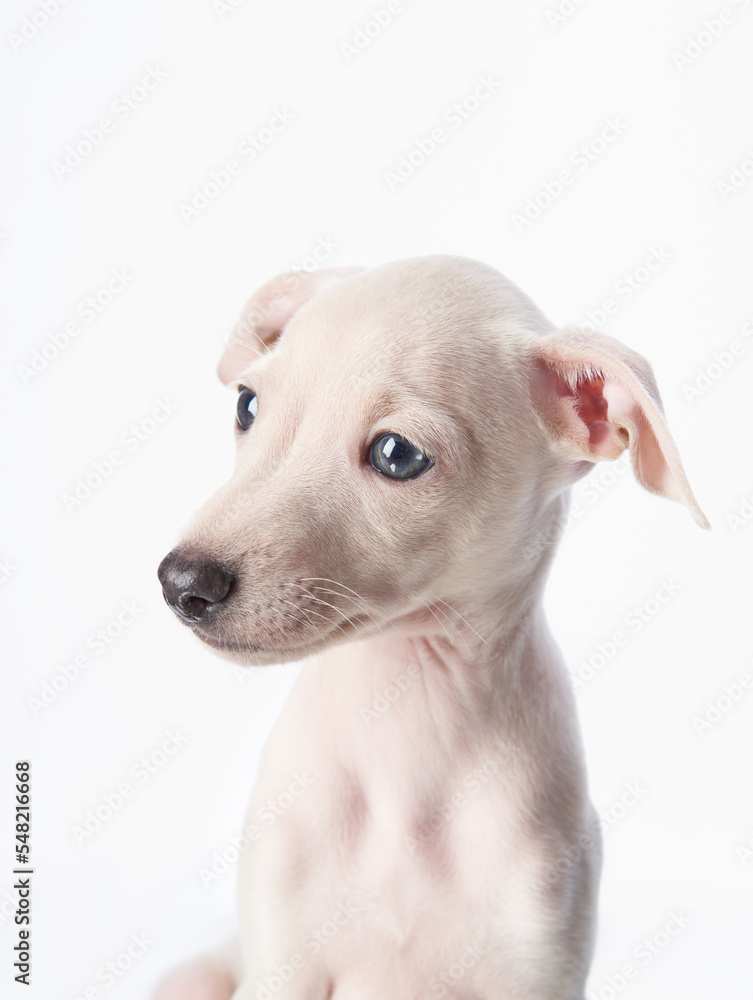 italian greyhound grey puppy on white. sweet dogs in studio