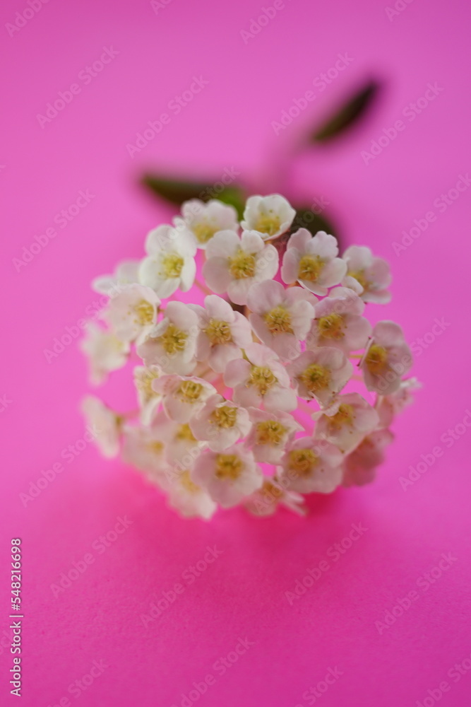 Tender white flowers branch on a neon pink table