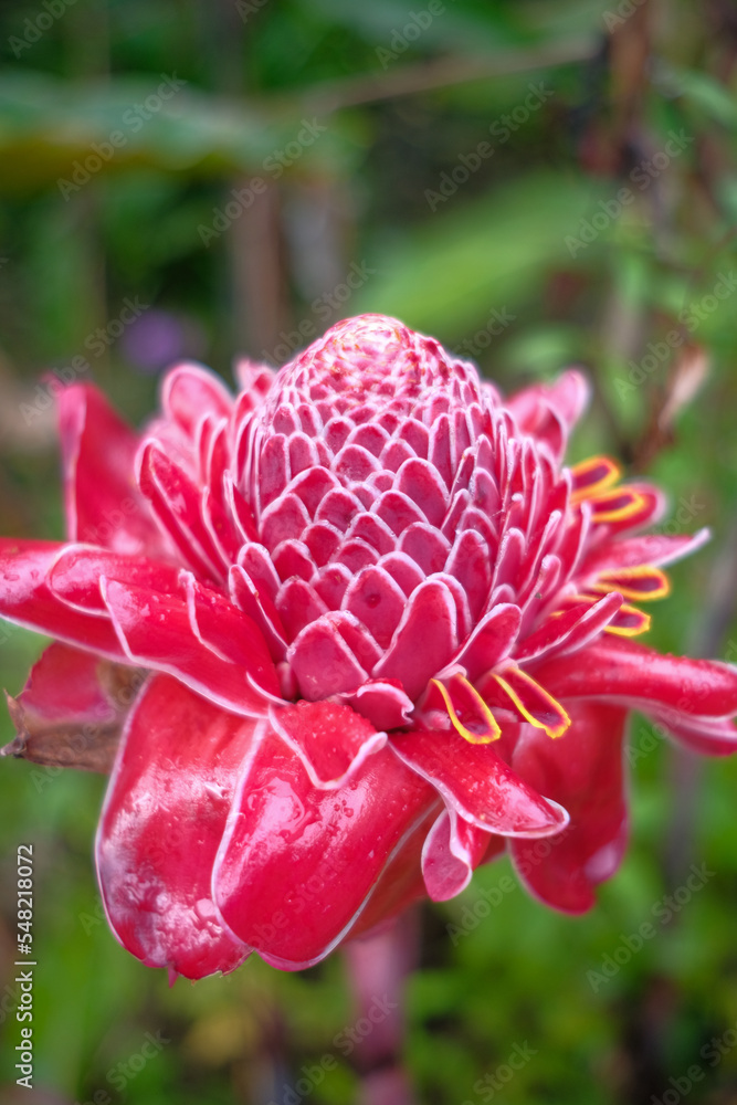 Asian food ingredients, Bunga Kantan known as Torch Ginger flower with scientific name Etlingera elatior is a species of herbaceous perennial plant. Asian food ingredients, Bunga Kantan known as Torch Ginger flower with scientific name Etlingera elatior is a species of herbaceous perennial plant.