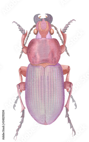 Fantastic watercolor lilac beetle