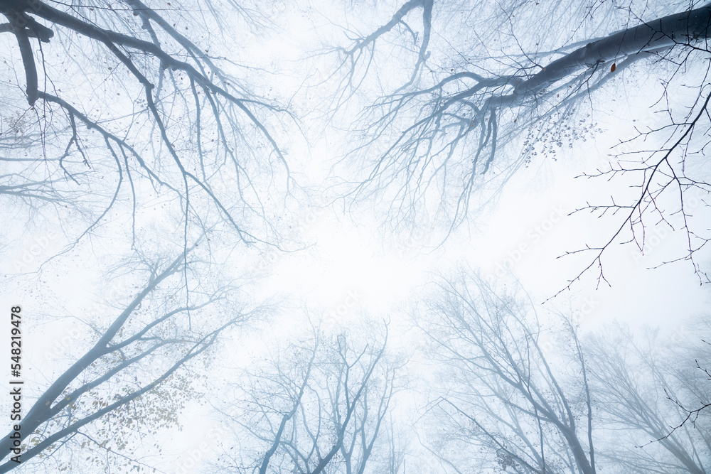 Top view of tree branches in foggy forest Top view of tree branches in foggy forest