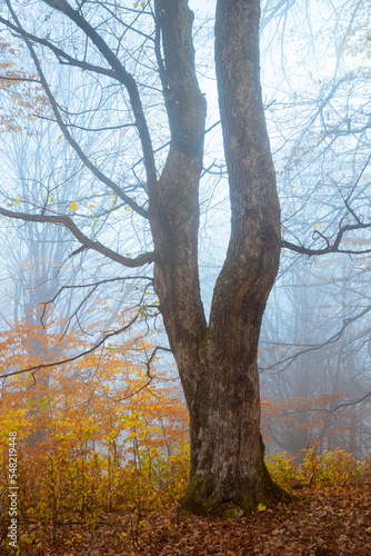 Tree with yellow leaves in autumn day in foggy forest