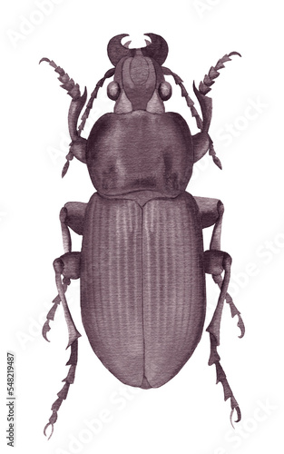 Fantastic watercolor monochrome beetle