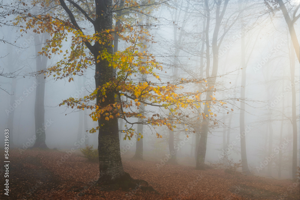 Autumn in the foggy forest. Yellow tree. Beautiful light in the woodland