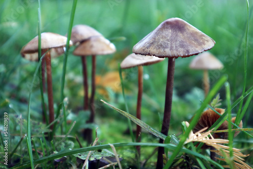 Kleine Pilze im Gras