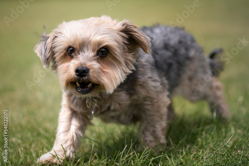 Yorkshire Terrier standing looking at the camera