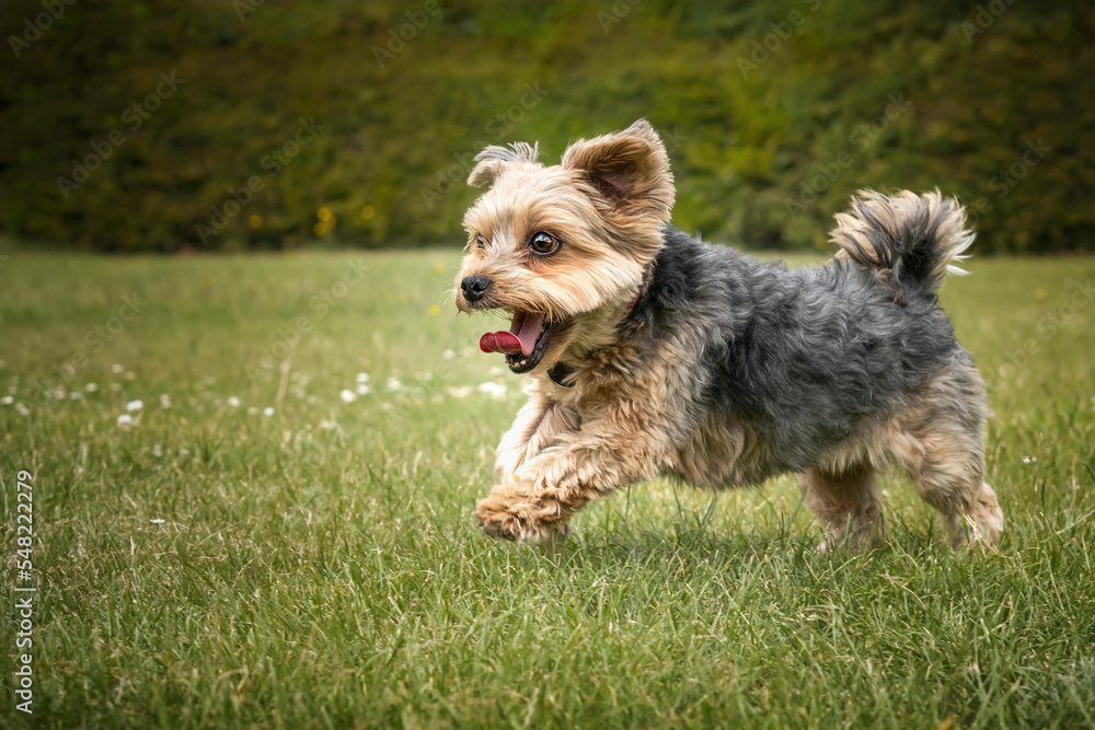 Yorkshire Terrier on a run with his tongue out
