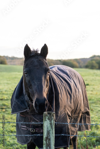 Horse in a Field. Cowdray West Sussex