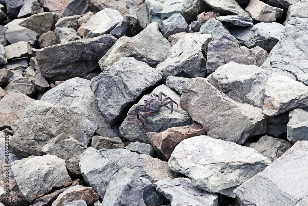 A dark-colored crab camouflaged with the rocks of the coast