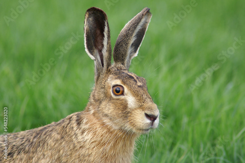 A portrait of an European Hare in a fresh green meadow 