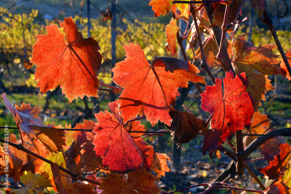 Colorful grapevine tree leaves in autumn season. Colorful grapevine tree leaves in autumn season.