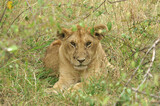 The cub of a lion resting in the gras of the  Serengeti, Tanzania, Africa
