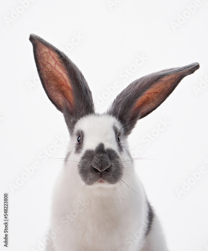 Cute rabbit on a white background. funny animal in studio 