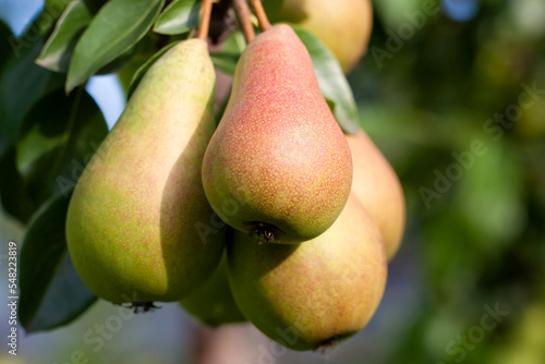 juicy ripe pears hang on a branch in the garden on the sun