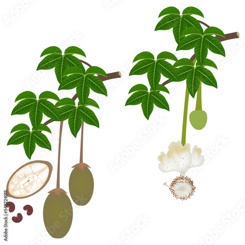 Fotografie Branches with flowers and fruits of baobab with seeds on a white background