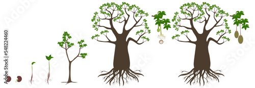 Growth cycle of a baobab tree on a white background.