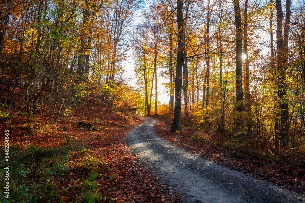 Herbstwald Herbstwald