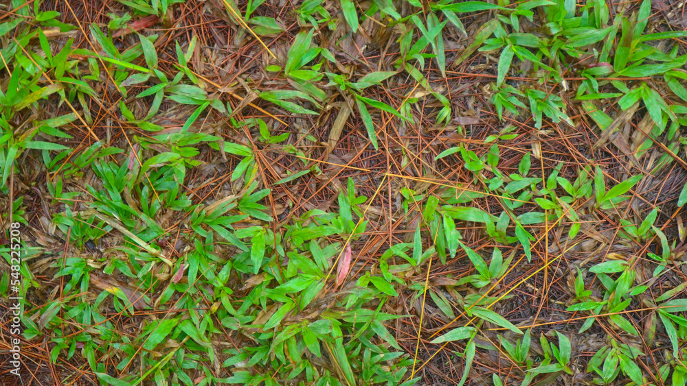 fallen pine-cones on the ground with green grass in the background fallen pine-cones on the ground with green grass in the background