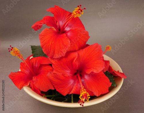 Bright large flowers of red hibiscus in basket.
