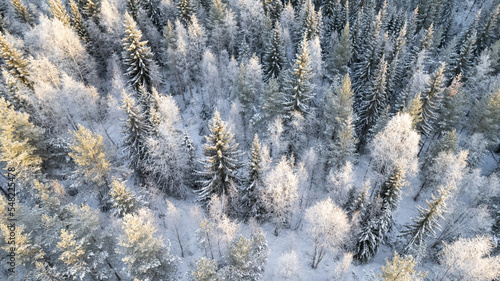 Lapland, Scandinavia in winter. Aerial view of winter forest covered in snow, drone photography - panoramic image of Beautiful frosty trees, christmas time, Happy new year.