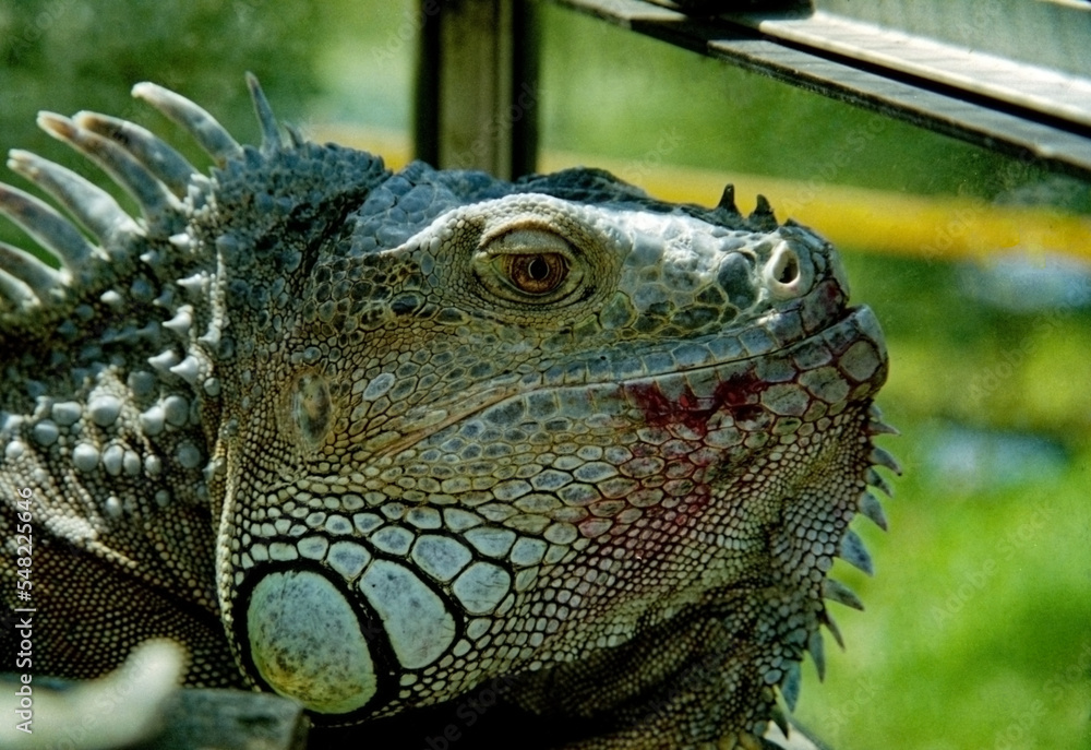 Obraz premium Portrait of an iguana after eating raspberries. Old photo (film photography).