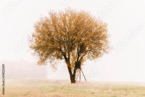 Baum im Novembernebel