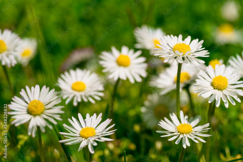 Beautiful chamomile flowers in meadow. Spring or summer nature scene Beautiful chamomile flowers in meadow. Spring or summer nature scene