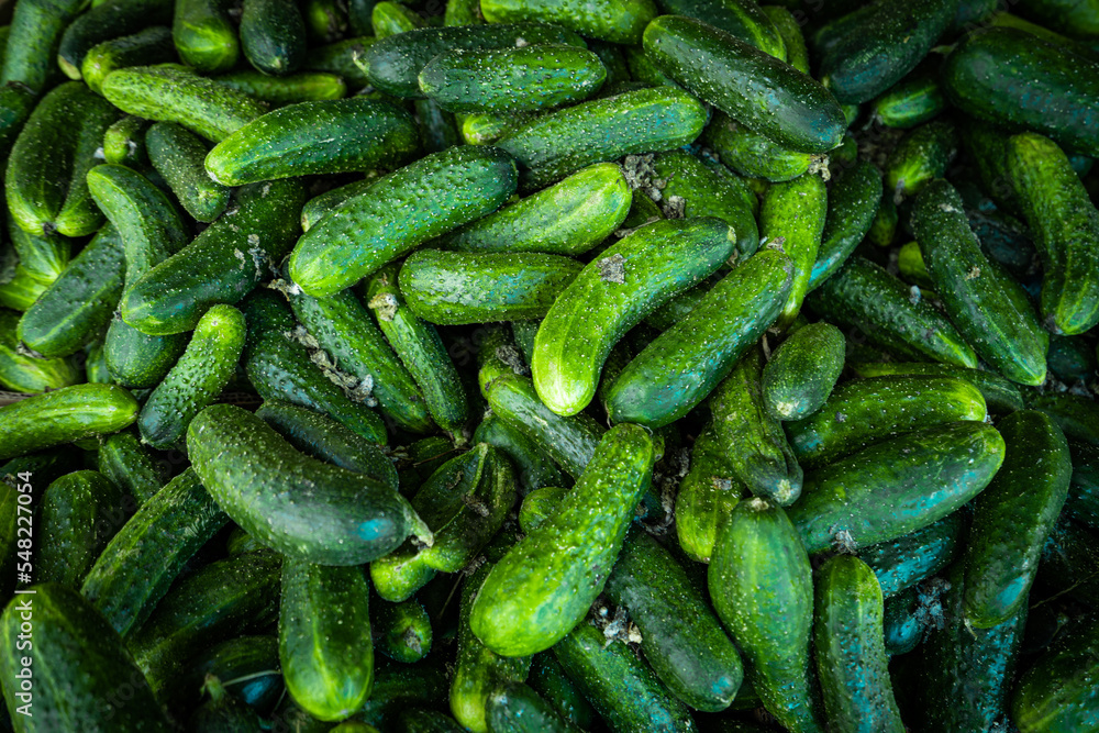 Pile of cucumbers. Cucumbers from the field Pile of cucumbers. Cucumbers from the field