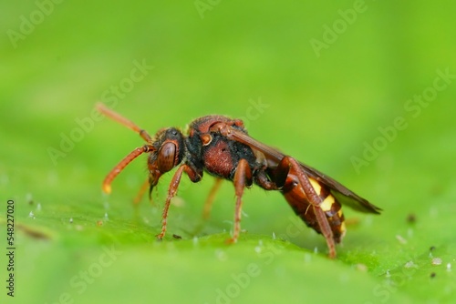Obraz na plátne Closeup shot of a colorful cuckoo solitary bee in the garden