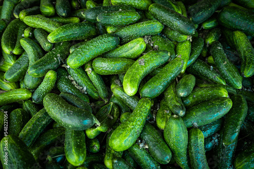 Pile of cucumbers. Cucumbers from the field