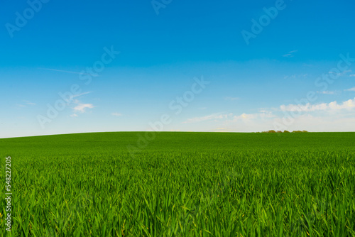 Idyllic grassland  rolling green fields  blue sky and white clouds in the background