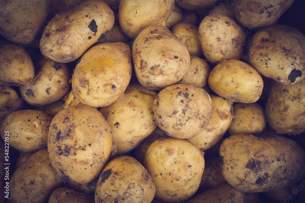 Fresh Organic Whole Potato. Farmers Market Fresh Organic Whole Potato. Farmers Market