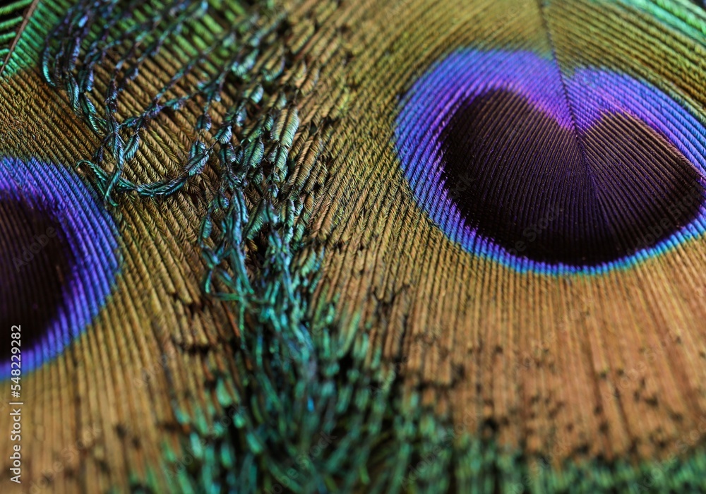 Naklejka premium Beautiful, shiny, bright, peacock feather closeup. Peafowl feather background.